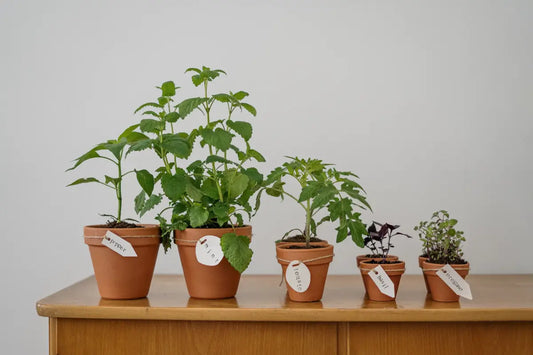 The Power Of Herbs Versus Medication And When You Should Choose Herbs Over Medication