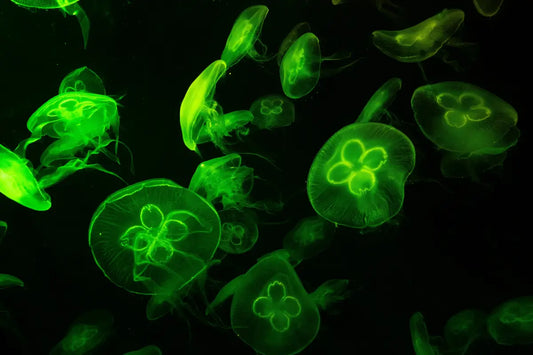 Turn Back Time with Telomere Extension